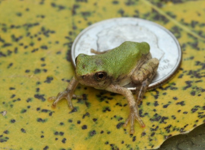 Gray Treefrog